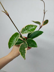 Hoya Carnosa Krimson Queen Splash