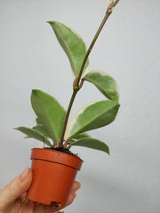 Hoya Carnosa Krimson Queen Splash