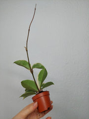 Hoya Carnosa Krimson Queen Splash