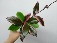 Hoya Carnosa Floraganza