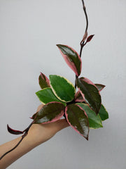 Hoya Carnosa Floraganza
