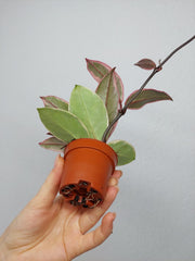 Hoya Carnosa Floraganza