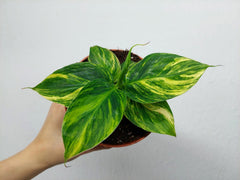 Musa Aurea