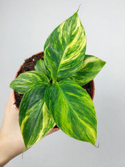 Musa Aurea