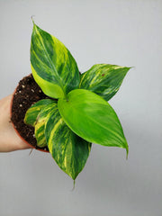 Musa Aurea