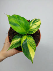 Musa Aurea