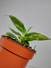 Musa Aurea