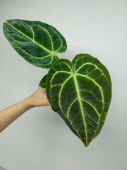 Anthurium Regale