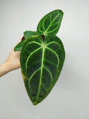 Anthurium Regale