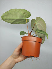 Anthurium Regale