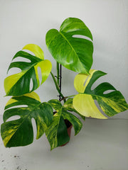 Monstera Aurea