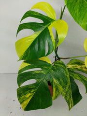 Monstera Aurea