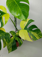 Monstera Aurea