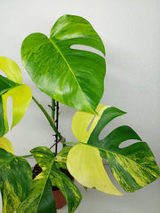 Monstera Aurea