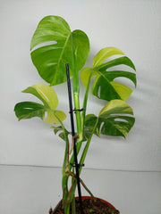 Monstera Aurea