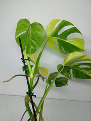 Monstera Aurea