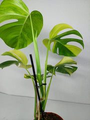 Monstera Aurea