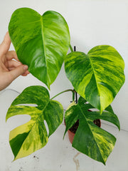 Monstera Aurea