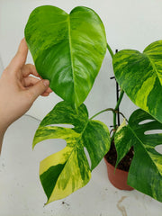 Monstera Aurea
