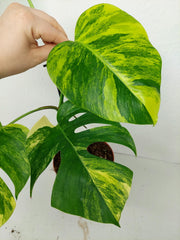 Monstera Aurea