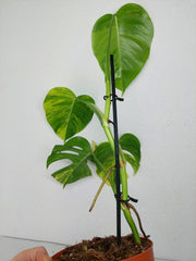 Monstera Aurea