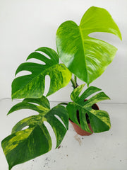 Monstera Aurea