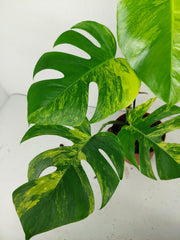 Monstera Aurea