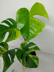 Monstera Aurea