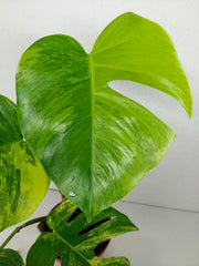 Monstera Aurea