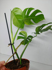 Monstera Aurea