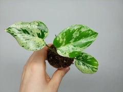 Monstera Bulbasaur (zum aussuchen)