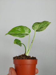 Monstera Bulbasaur (zum aussuchen)