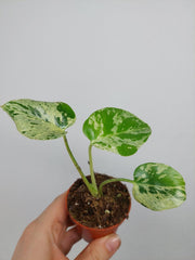 Monstera Bulbasaur (zum aussuchen)