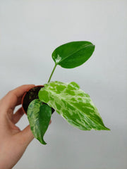 Monstera Bulbasaur (zum aussuchen)