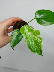 Monstera Bulbasaur (zum aussuchen)