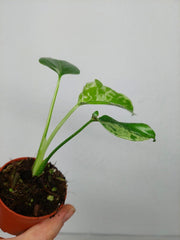 Monstera Bulbasaur (zum aussuchen)
