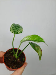 Monstera Bulbasaur (zum aussuchen)