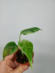 Monstera Bulbasaur (zum aussuchen)