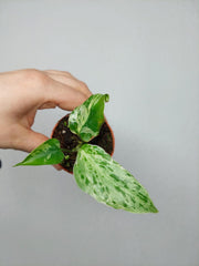 Monstera Bulbasaur (zum aussuchen)