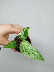 Monstera Bulbasaur (zum aussuchen)