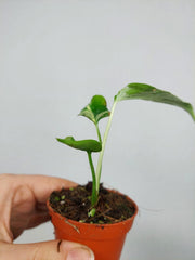 Monstera Bulbasaur (zum aussuchen)