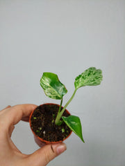 Monstera Bulbasaur (zum aussuchen)