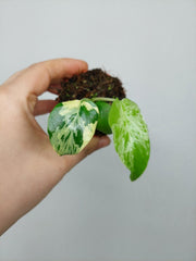 Monstera Bulbasaur (zum aussuchen)