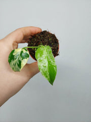 Monstera Bulbasaur (zum aussuchen)