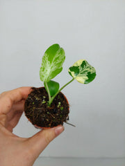 Monstera Bulbasaur (zum aussuchen)