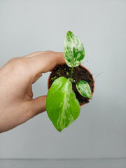 Monstera Bulbasaur (zum aussuchen)
