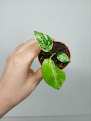 Monstera Bulbasaur (zum aussuchen)