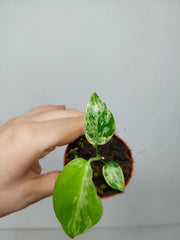 Monstera Bulbasaur (zum aussuchen)