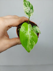 Monstera Bulbasaur (zum aussuchen)