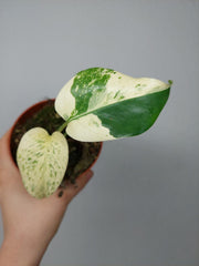 Monstera Jungle Mint